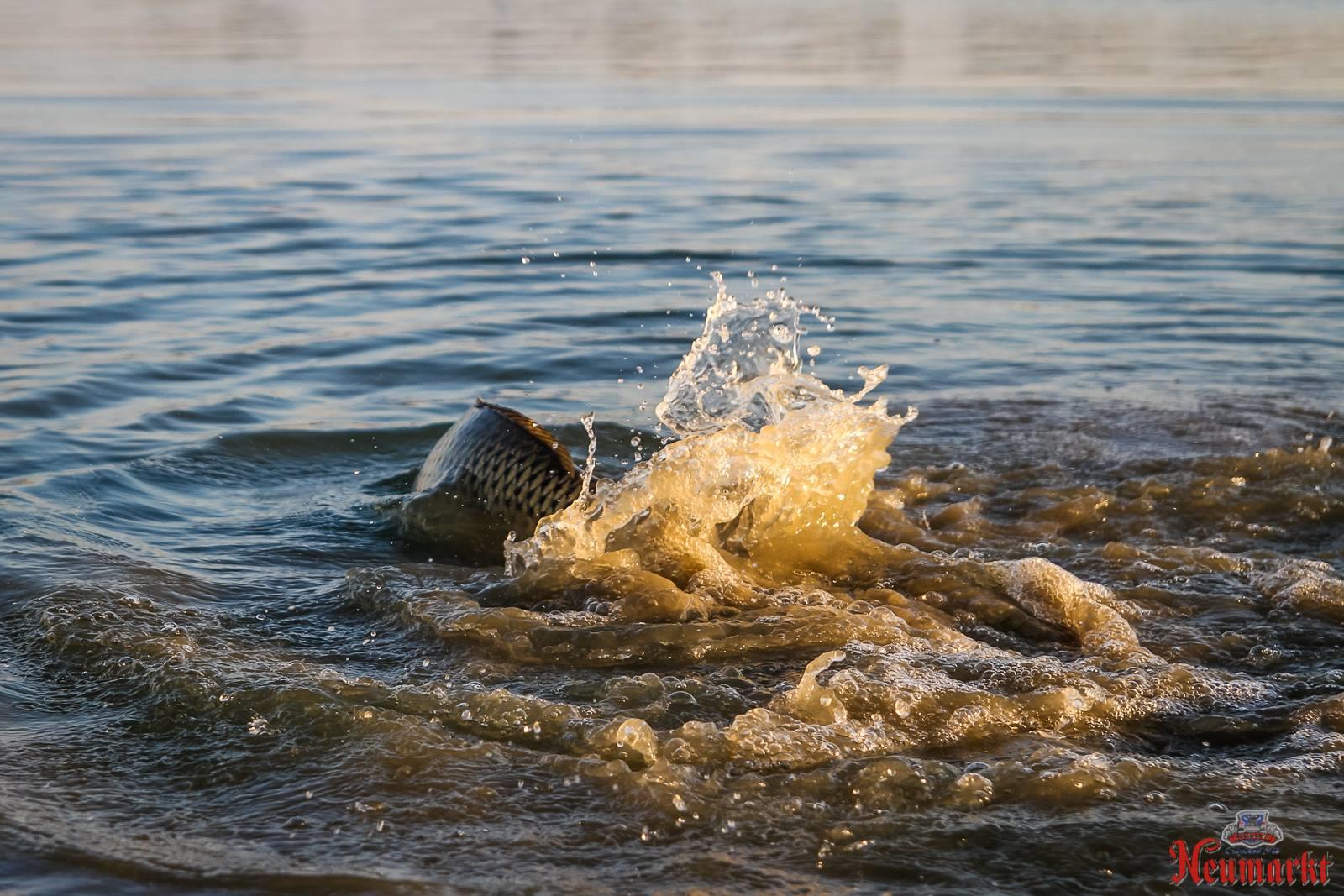 Concursuri 2016 by gor965 - 1444461311737528459813414362540990557869499o.jpg